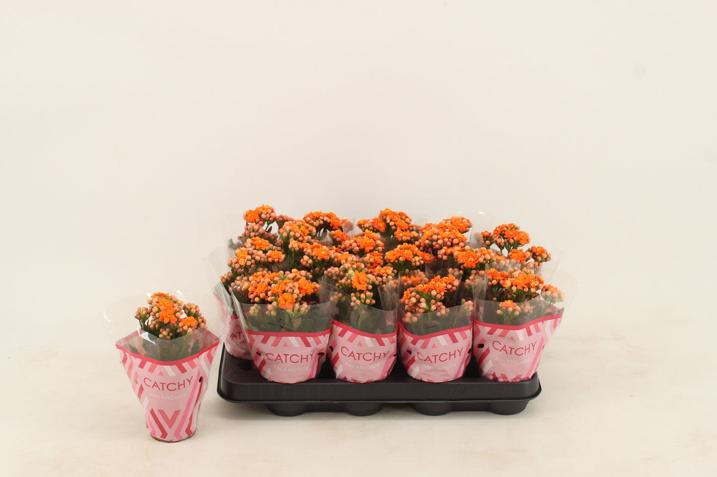 Kalanchoe double Hawn Orange 15cm 8cm Pot