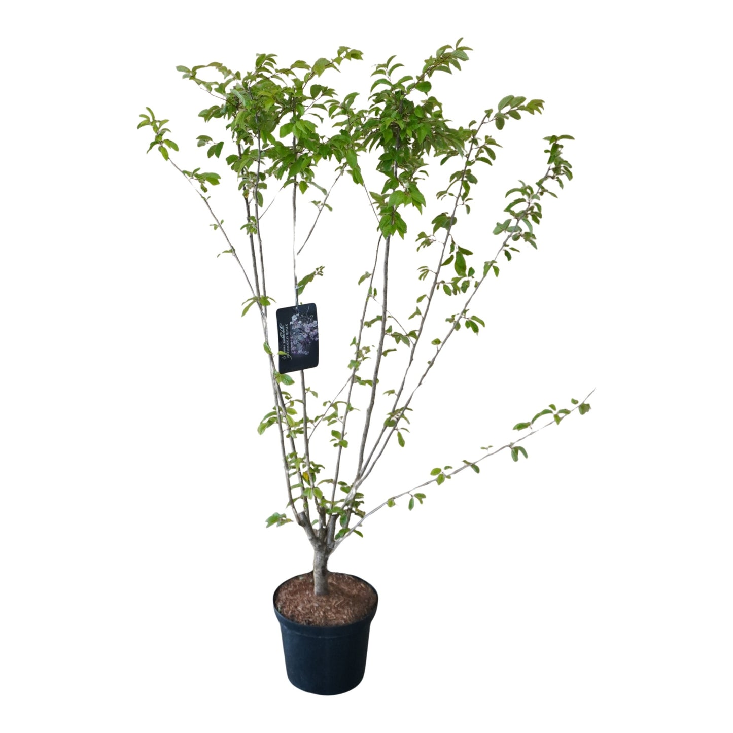 Prunus subhirtella Autumnalis 150cm 28cm Pot
