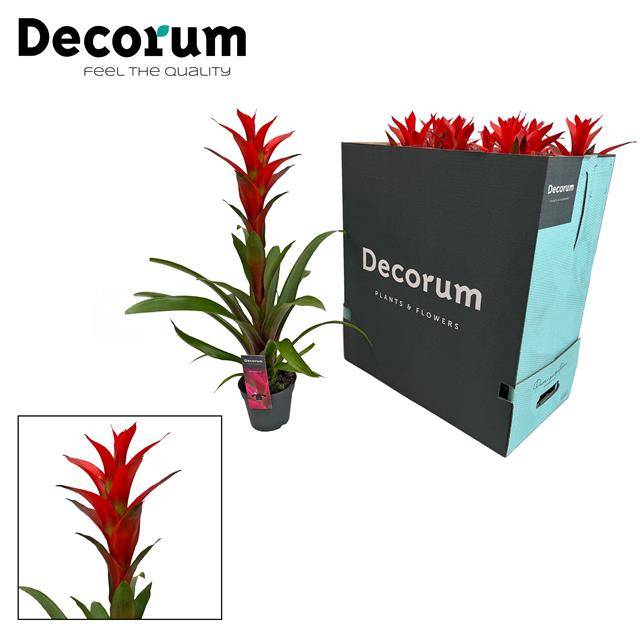 Guzmania Ostara 60cm 13cm Pot