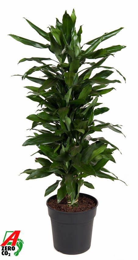 Dracaena frag. Janet Lind branched 130cm 27cm Pot