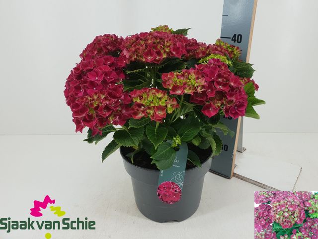 Hydrangea macr. Hi Fire 40cm 23cm Pot