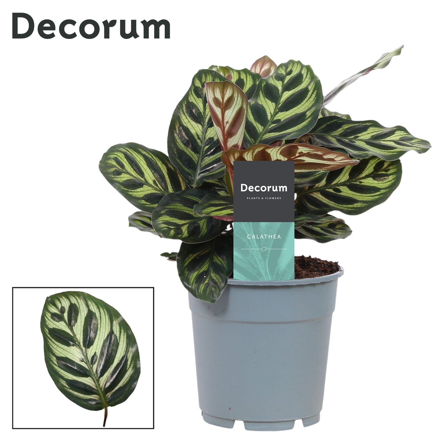 Calathea makoyana 30cm 12cm Pot