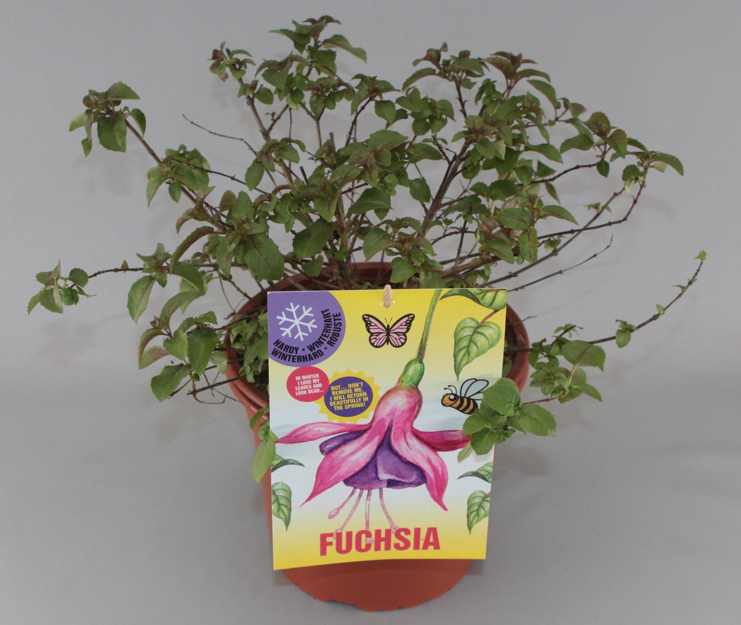 Fuchsia Mrs Popple 30cm 23cm Pot