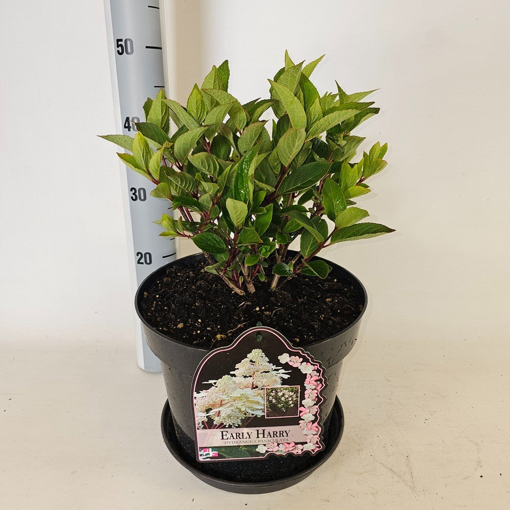 Hydrangea paniculata 85cm 29cm Pot