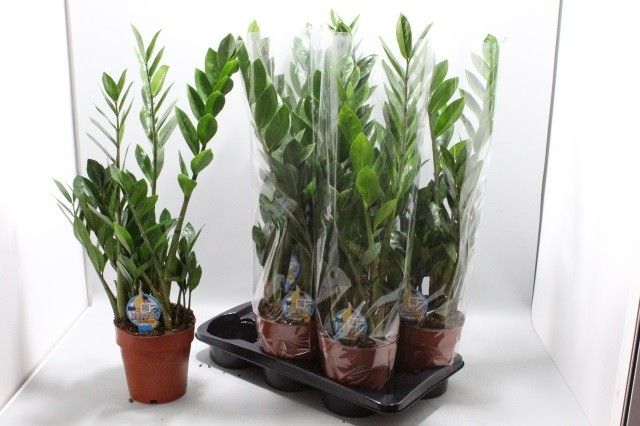 Zamioculcas zamiifolia 75cm 17cm Pot