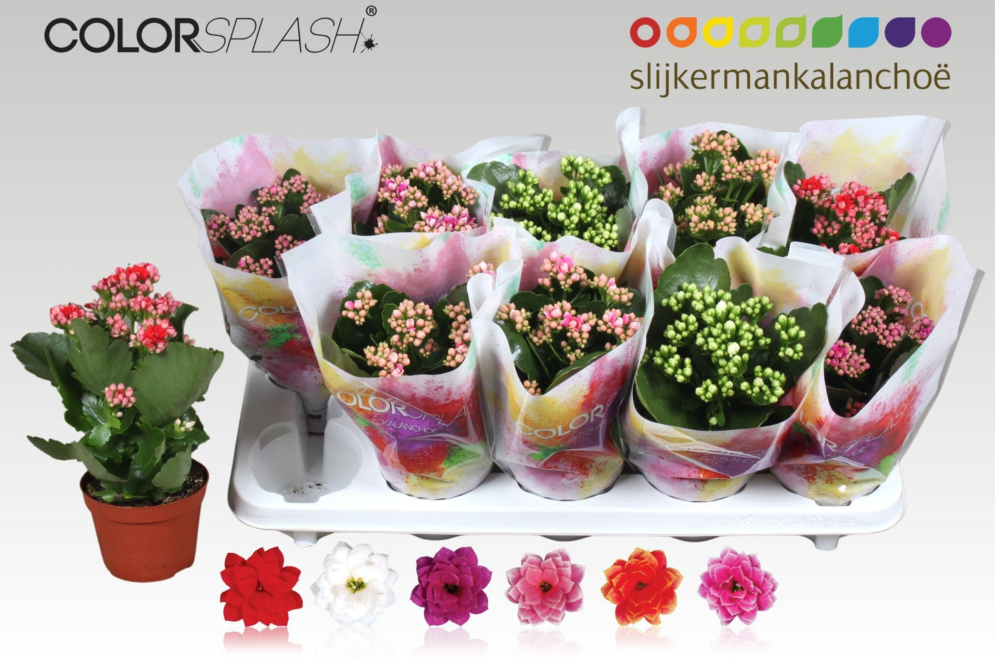 Kalanchoe mix 24cm 510cm Pot