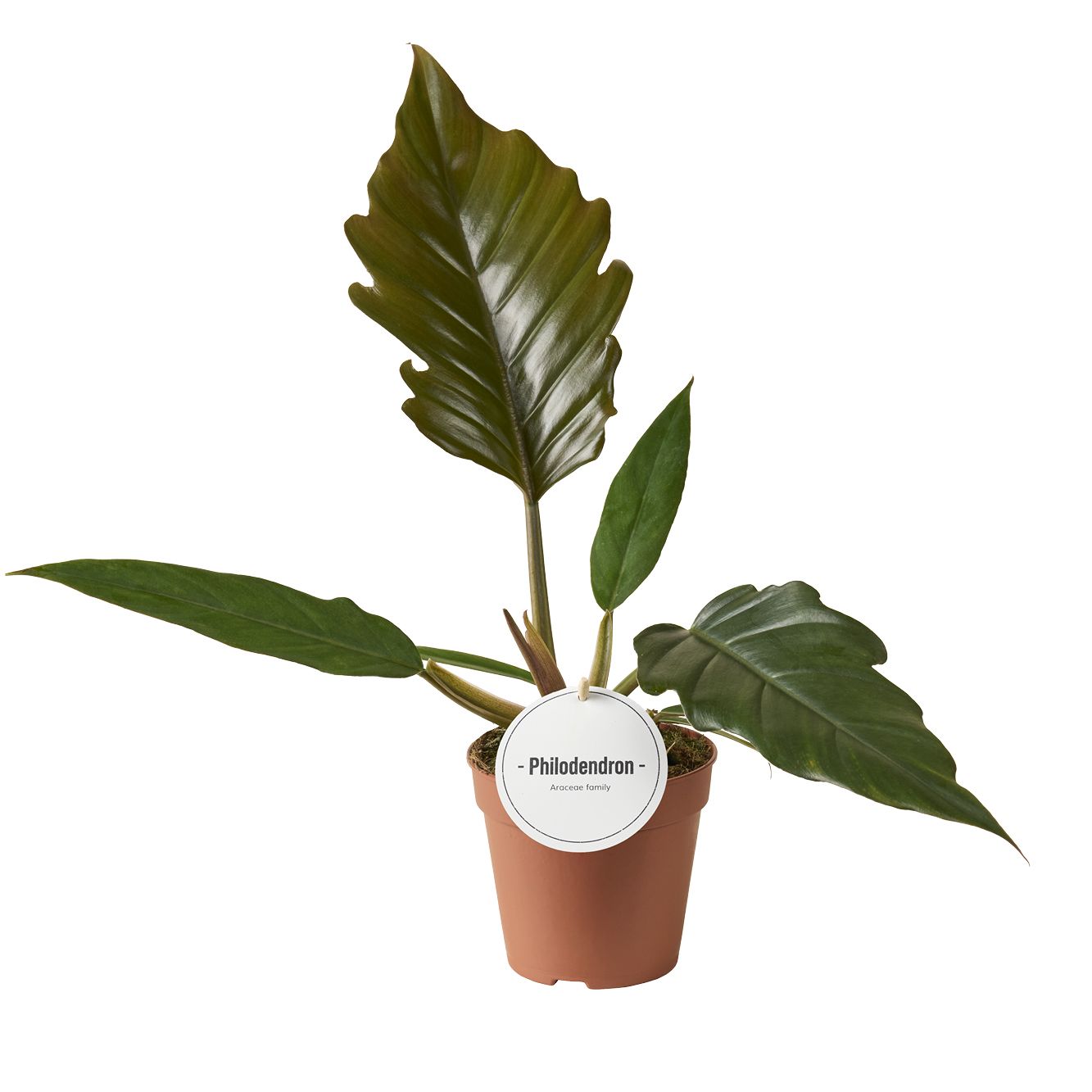Philodendron bipinnatifidum 35cm 12cm Pot