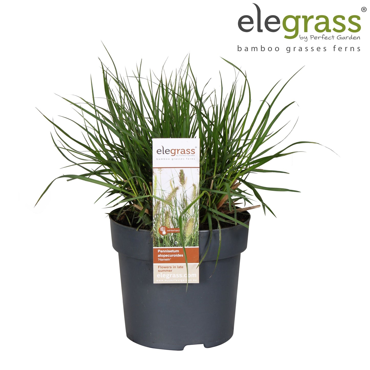 Pennisetum Hameln 30cm 14cm Pot