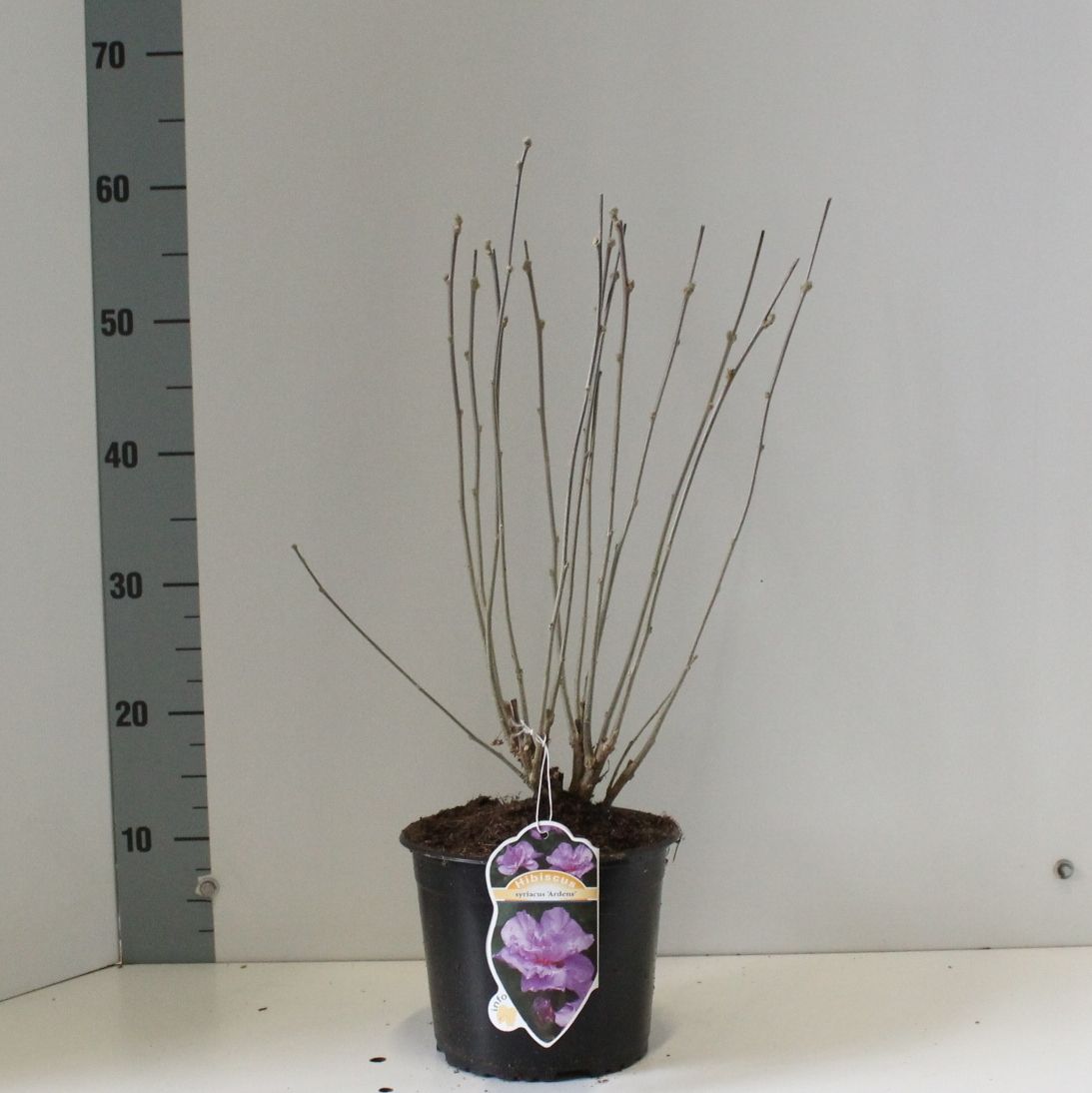 Hibiscus syr. Ardens 50cm 19cm Pot