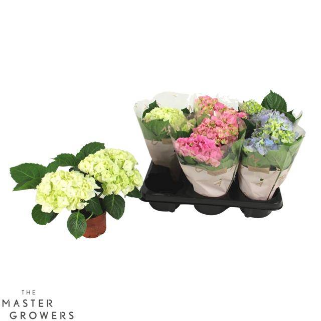 Hydrangea macrophylla mix 22cm 10cm Pot