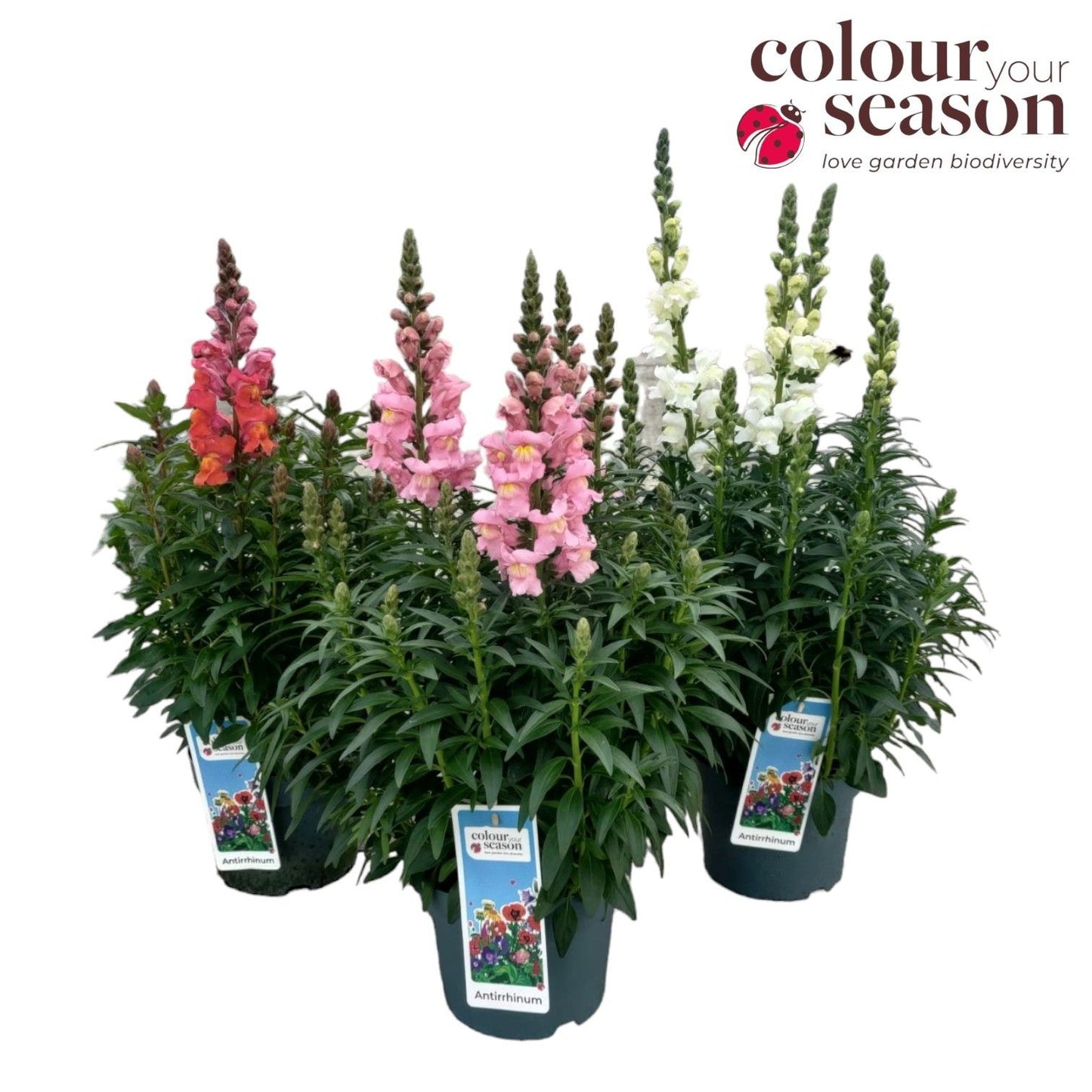 Antirrhinum mix 60cm 19cm Pot