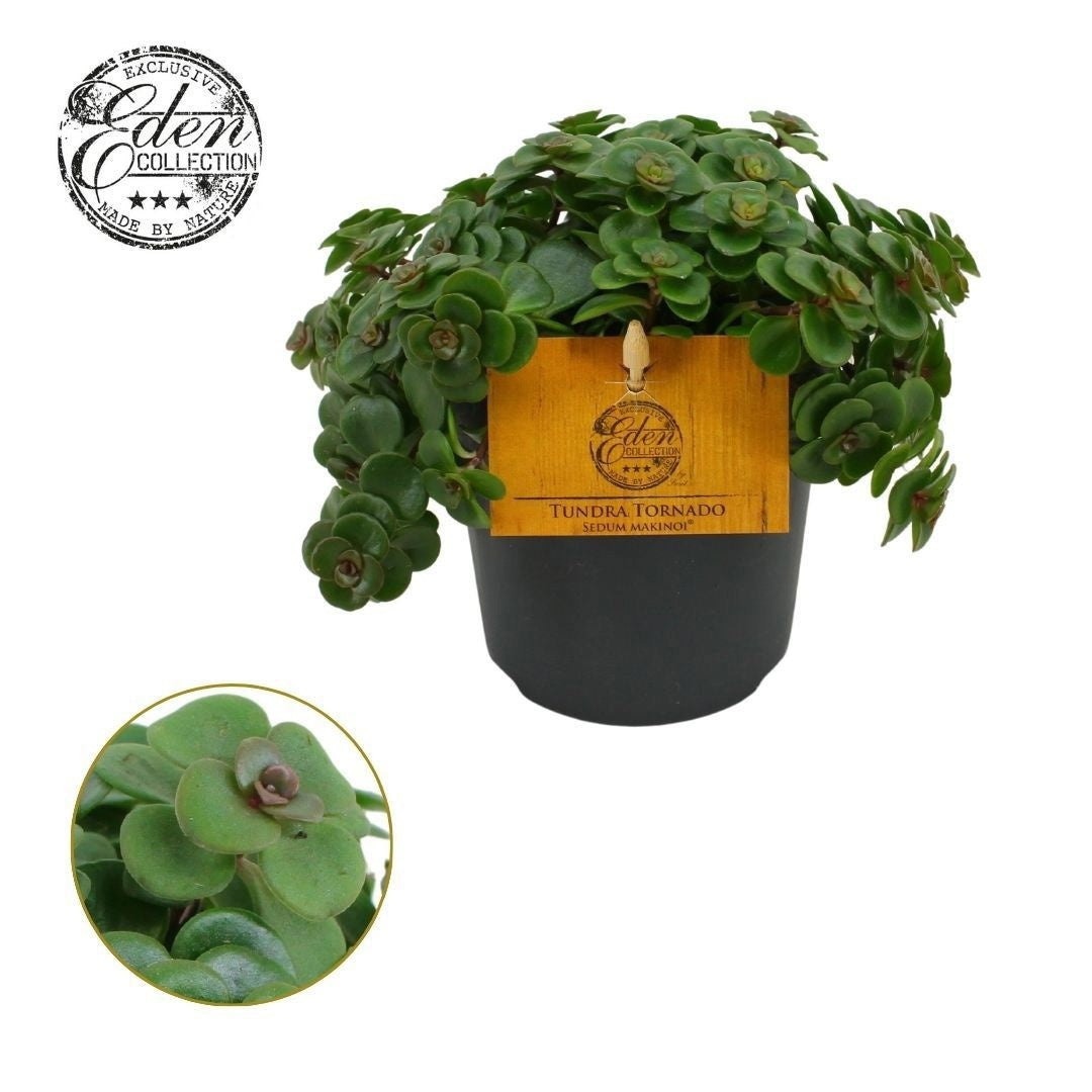 Sedum Tornado 15cm 510cm Pot