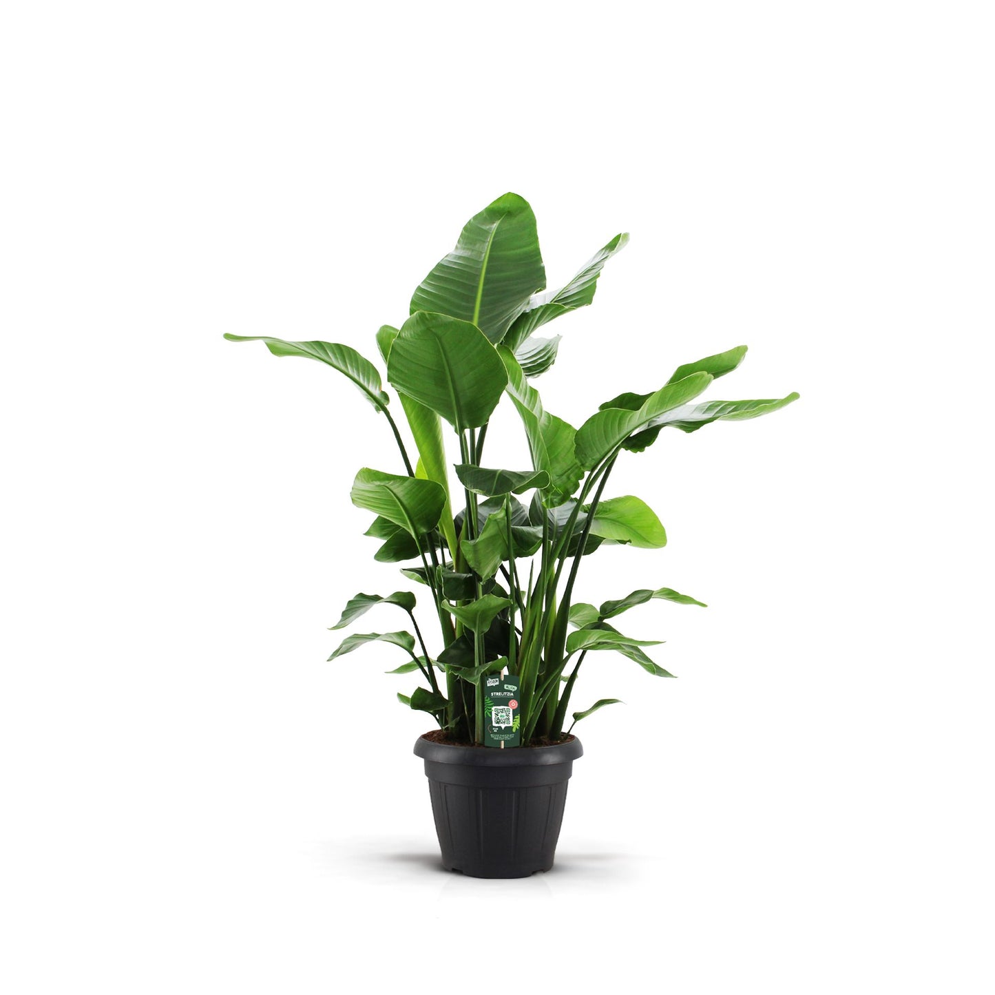 Strelitzia nicolai 160cm 35cm Pot