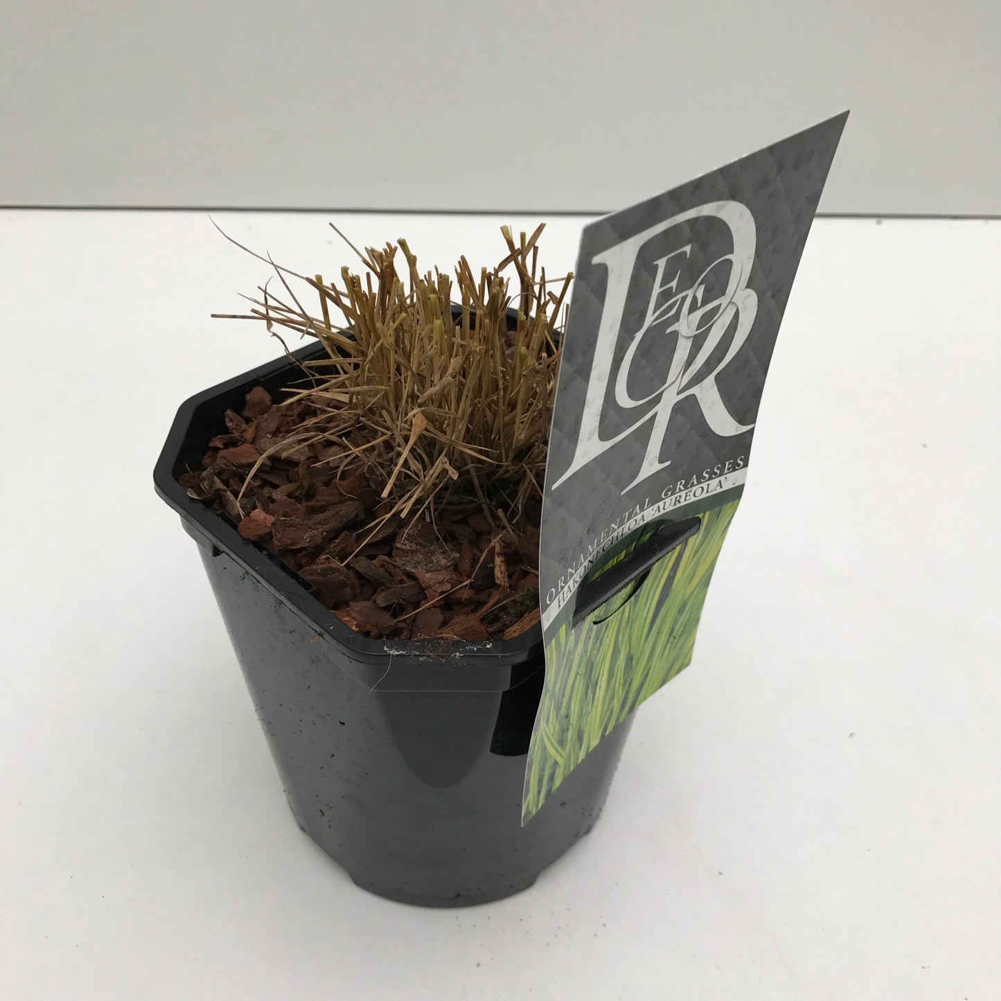 Hakonechloa macra Aureola 25cm 17cm Pot