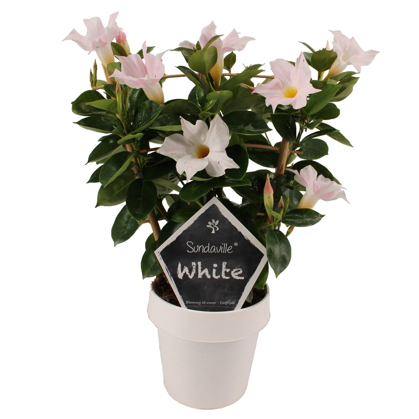 Mandevilla white trellis 40cm 14cm Pot