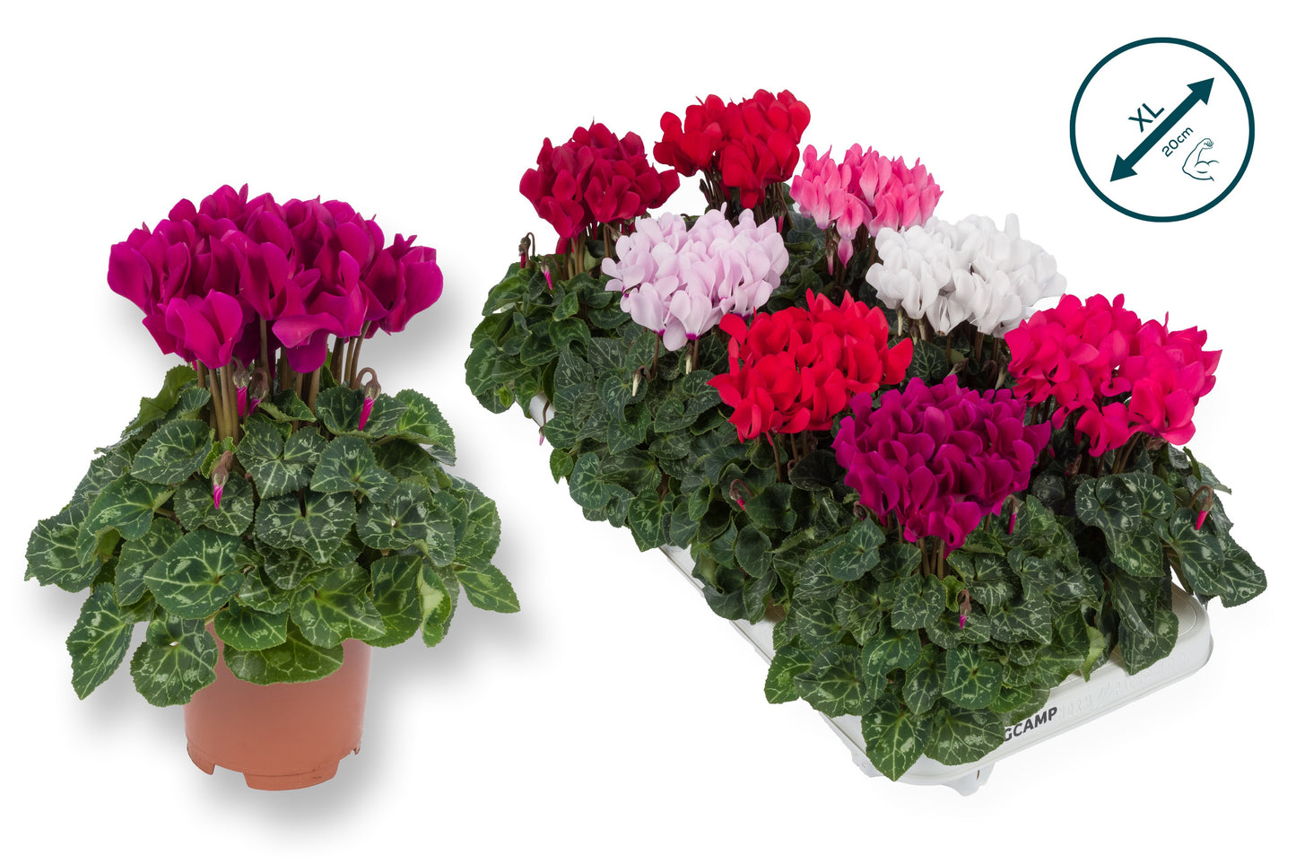 Cyclamen Compact mix 25cm 510cm Pot