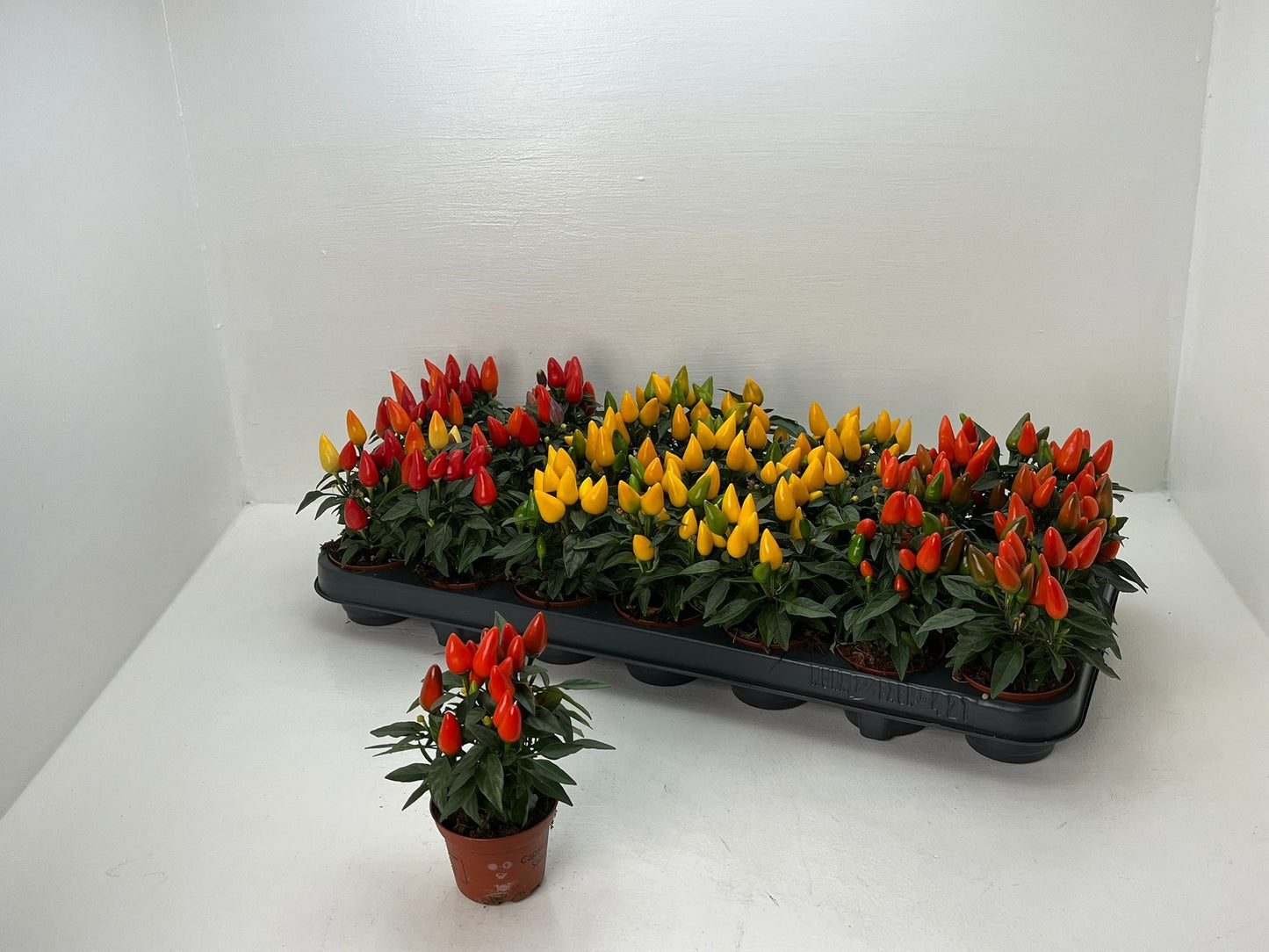 Capsicum ann. Salsa mix 13cm 7cm Pot
