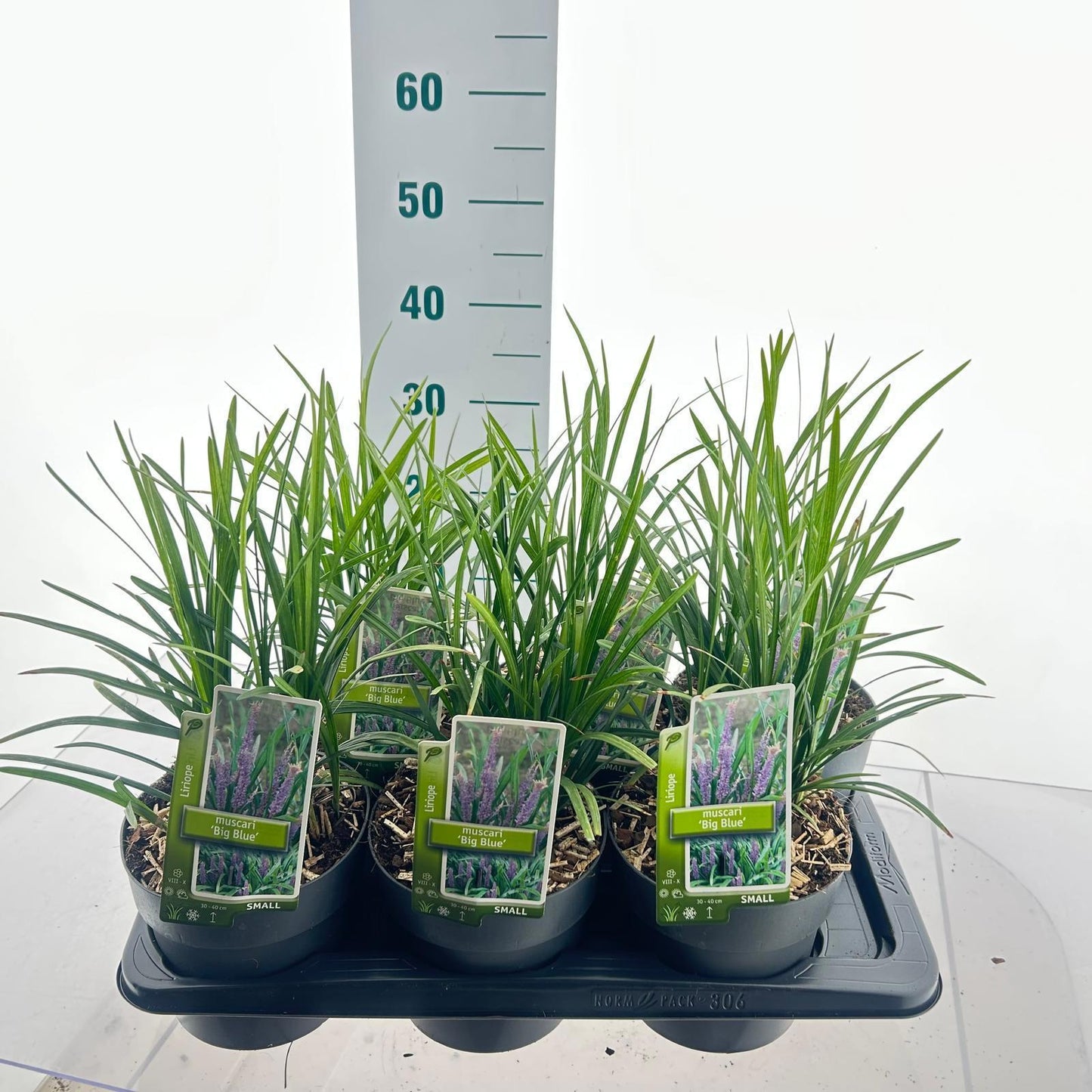 Liriope muscari Big Blue 35cm 17cm Pot