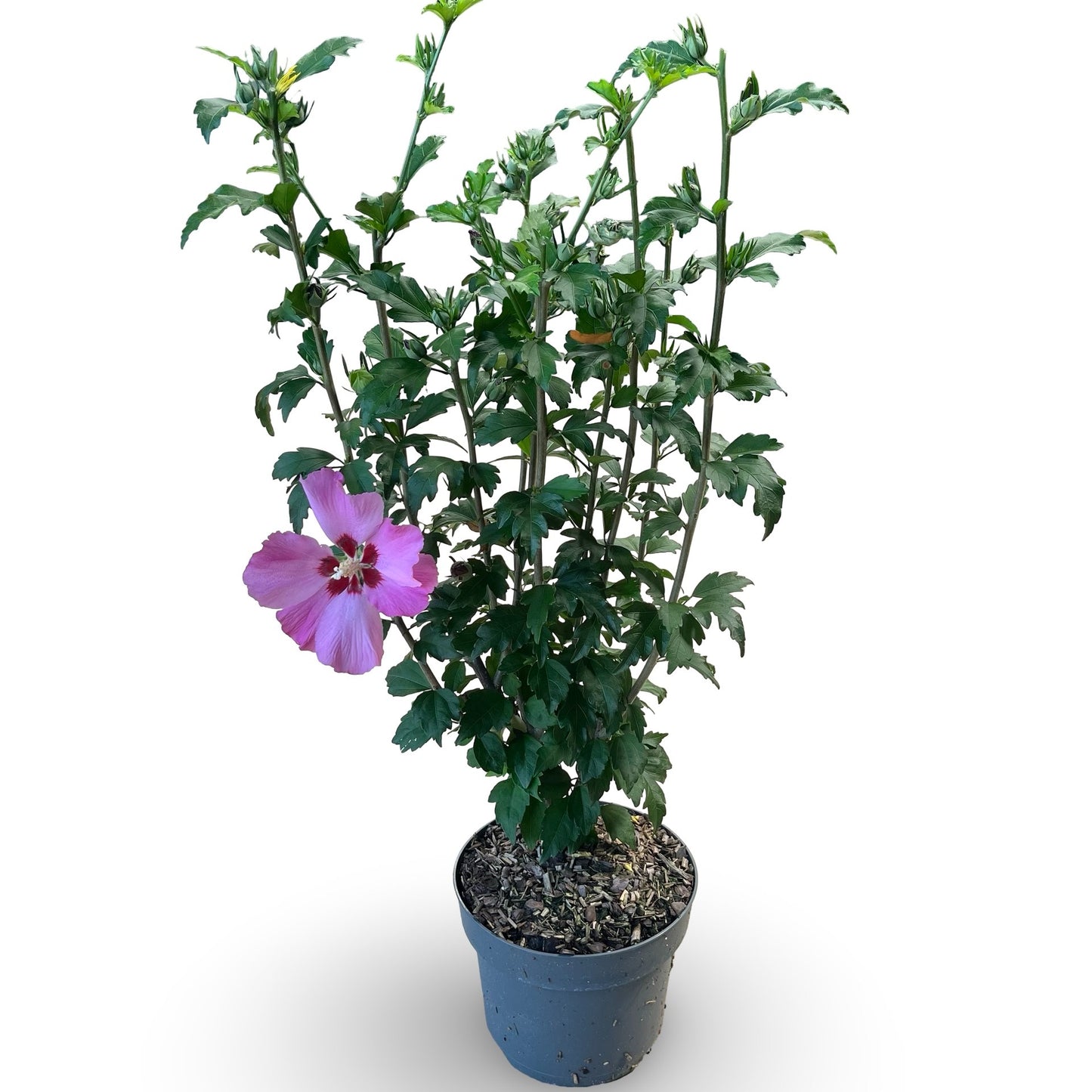 Hibiscus syriacus mix 50cm 21cm Pot