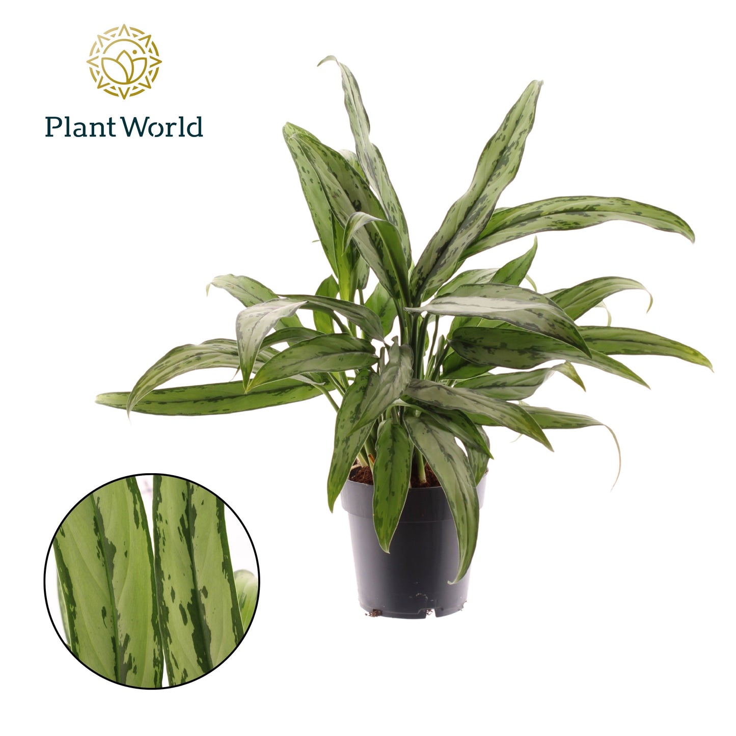 Aglaonema Cutlass 45cm 14cm Pot