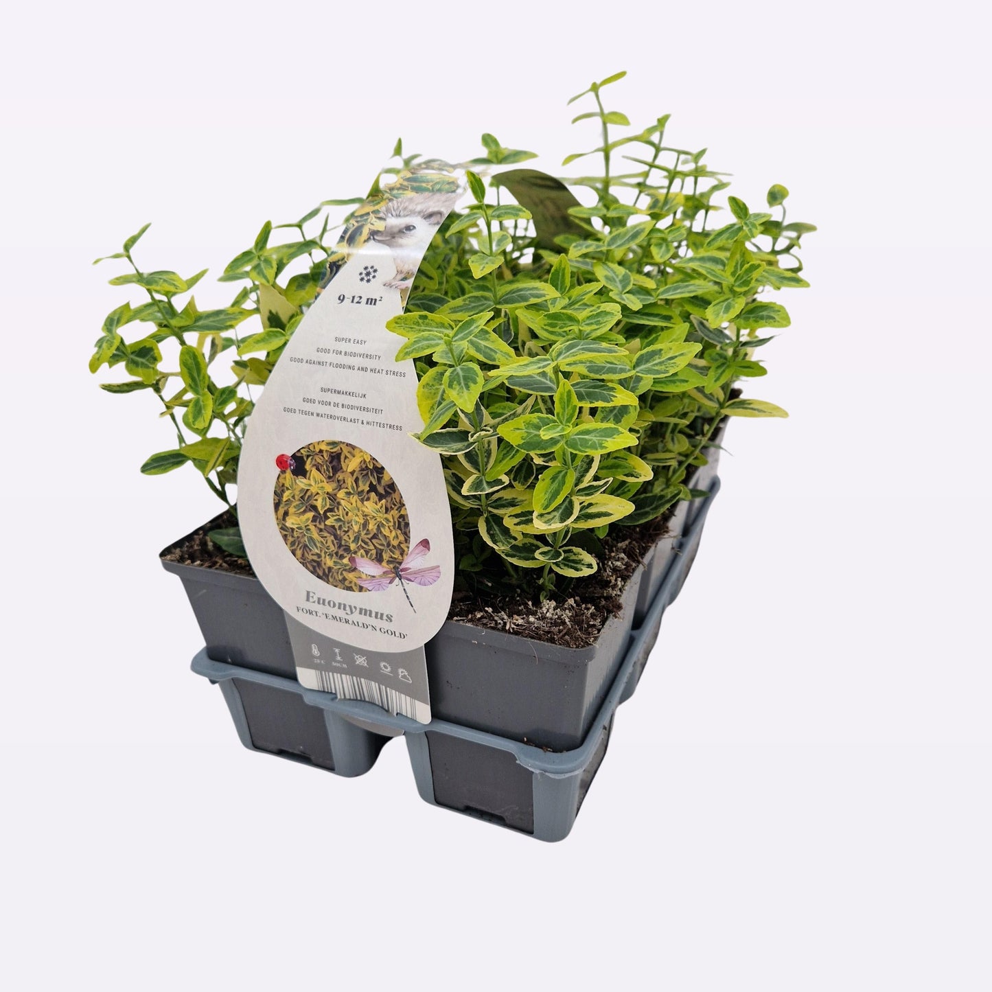 Euonymus Emerald & Gold 15cm 9cm Pot