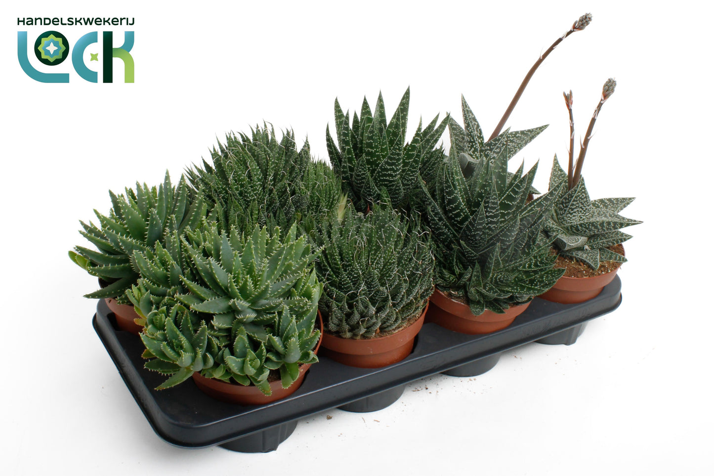 Succulent mix 25cm 14cm Pot