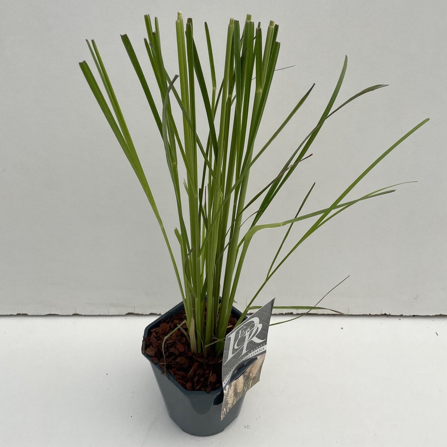 Cortaderia selloana 50cm 17cm Pot