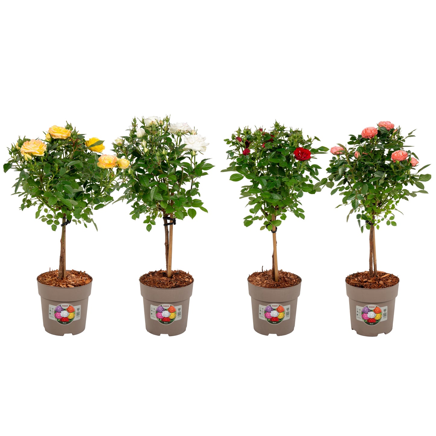 Roses standard mix 55cm 15cm Pot