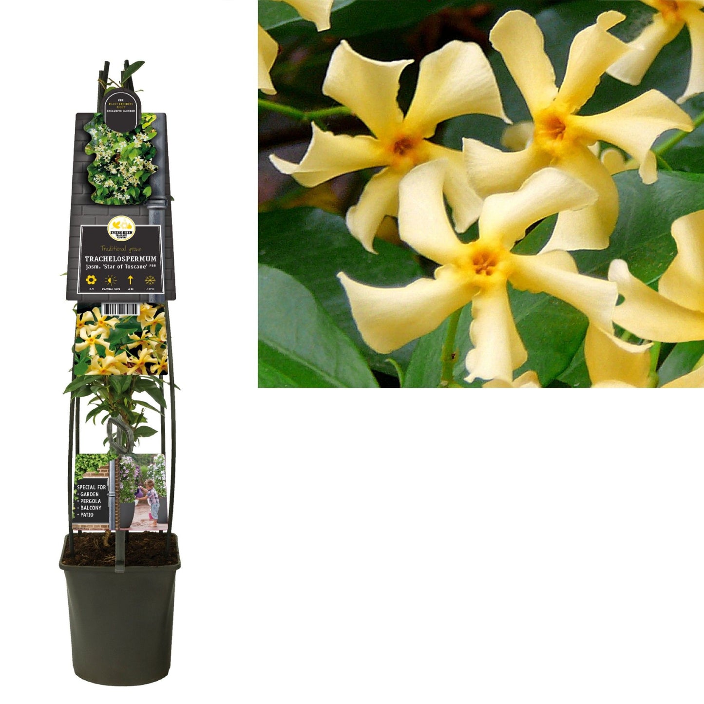 Trachelospermum Star of Toscane 115cm 23cm Pot