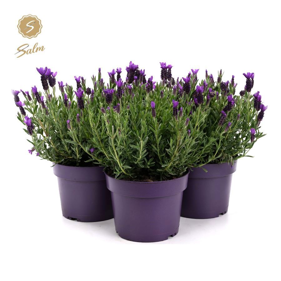 Lavander stoechas Anouk 44cm 19cm Pot
