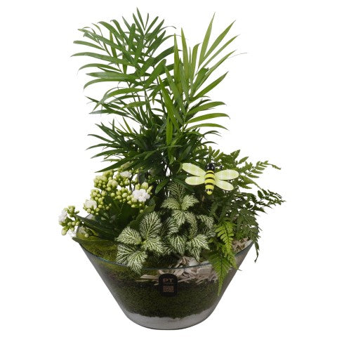 PTIG2677 Arrangementen kamerplanten 44cm 25cm Pot