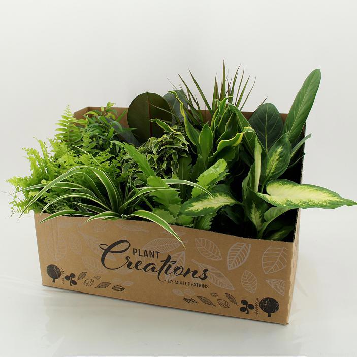Foliage houseplants mix 45cm 12cm Pot