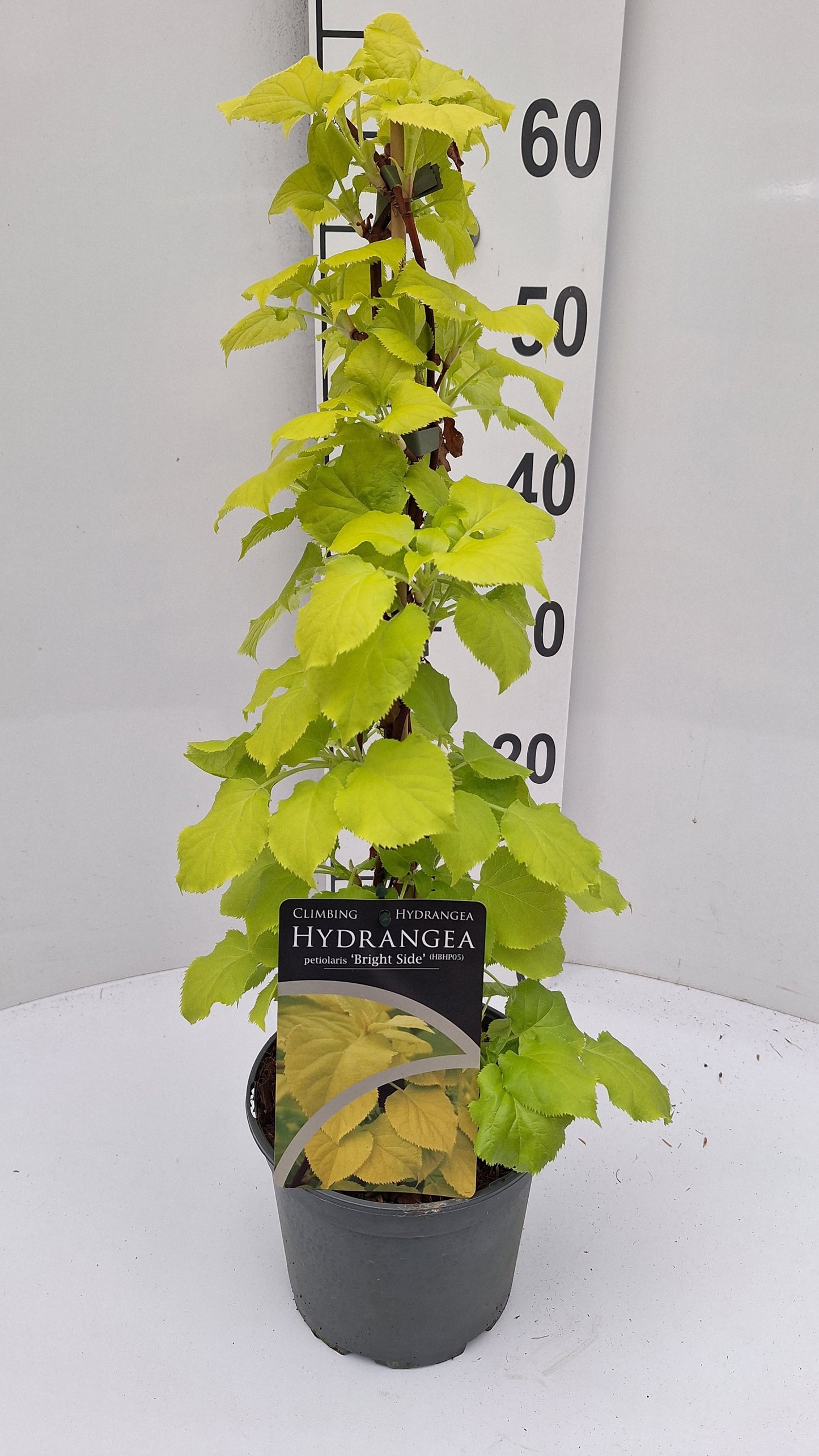 Hydrangea petiolaris 50cm 17cm Pot