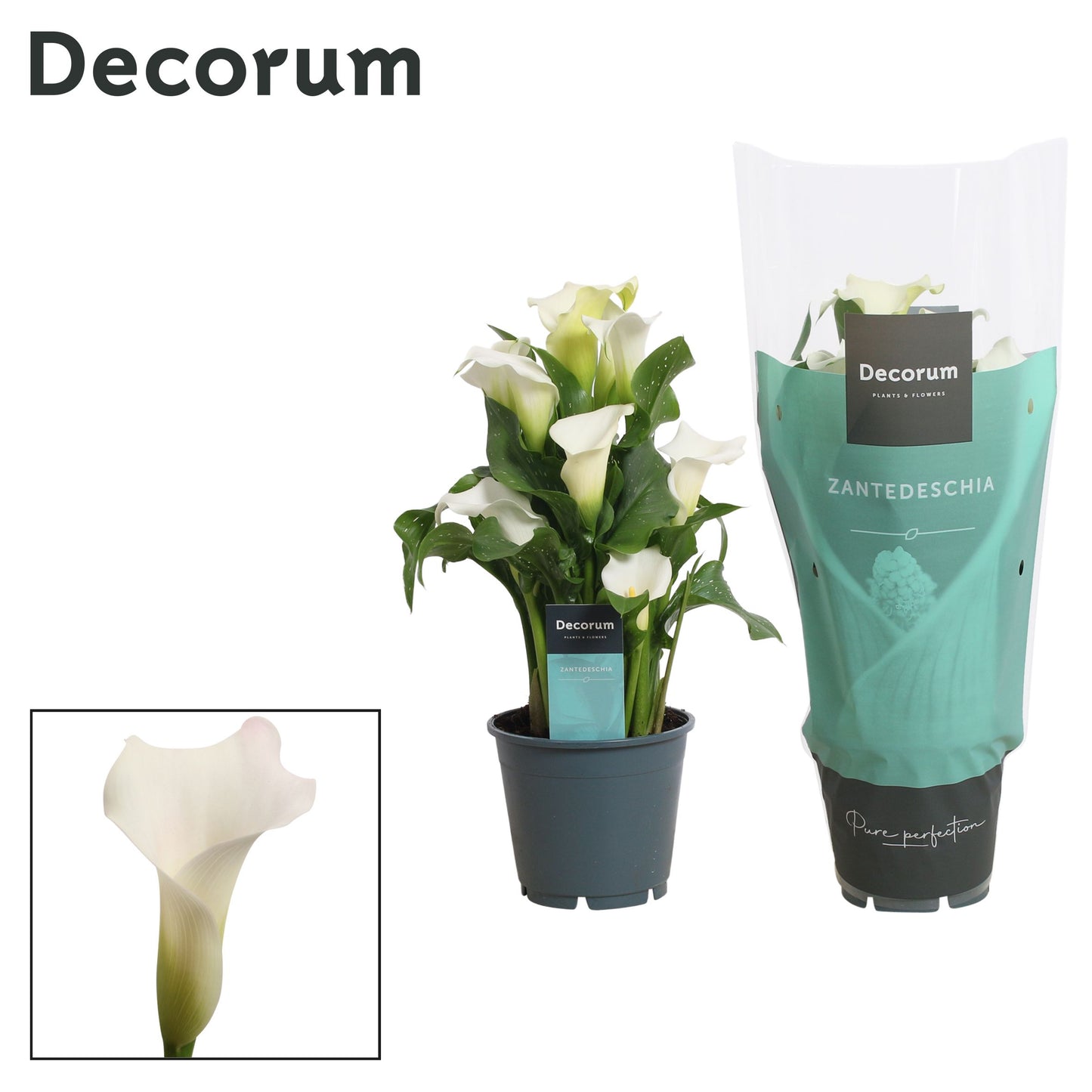 Zantedeschia Fresco 40cm 14cm Pot