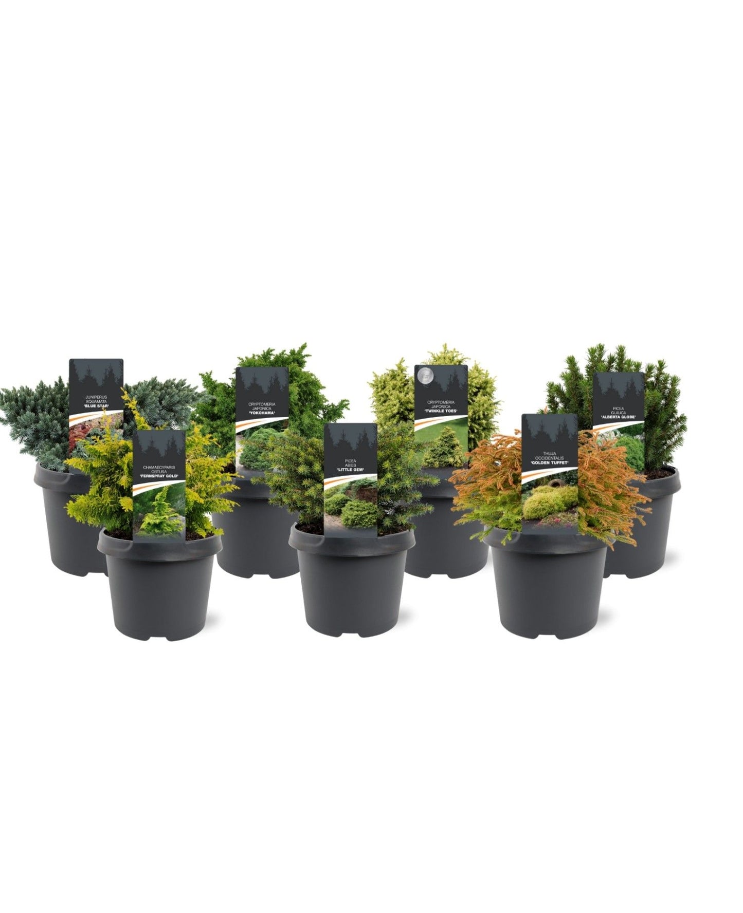 Conifer exclusive mix 30cm 19cm Pot