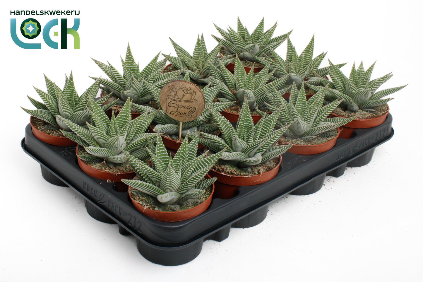 Haworthia Spider White 15cm Special Pot (508)