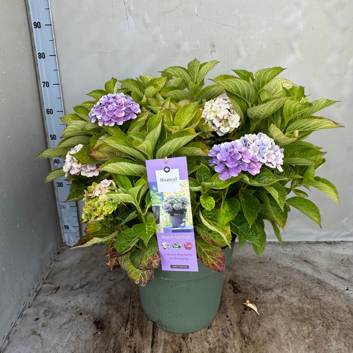 Hydrangea macr. Magical Amethyst 70cm 35cm Pot