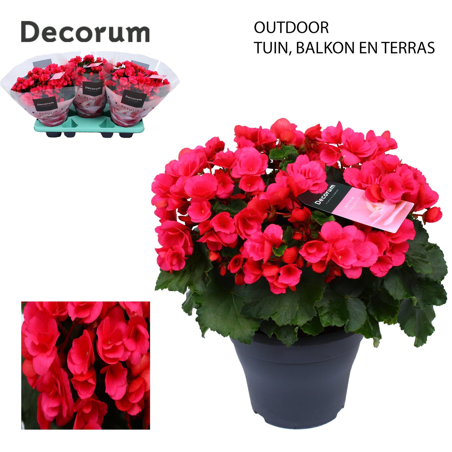 Begonia Betulia Bright Pink outdoor 35cm 19cm Pot