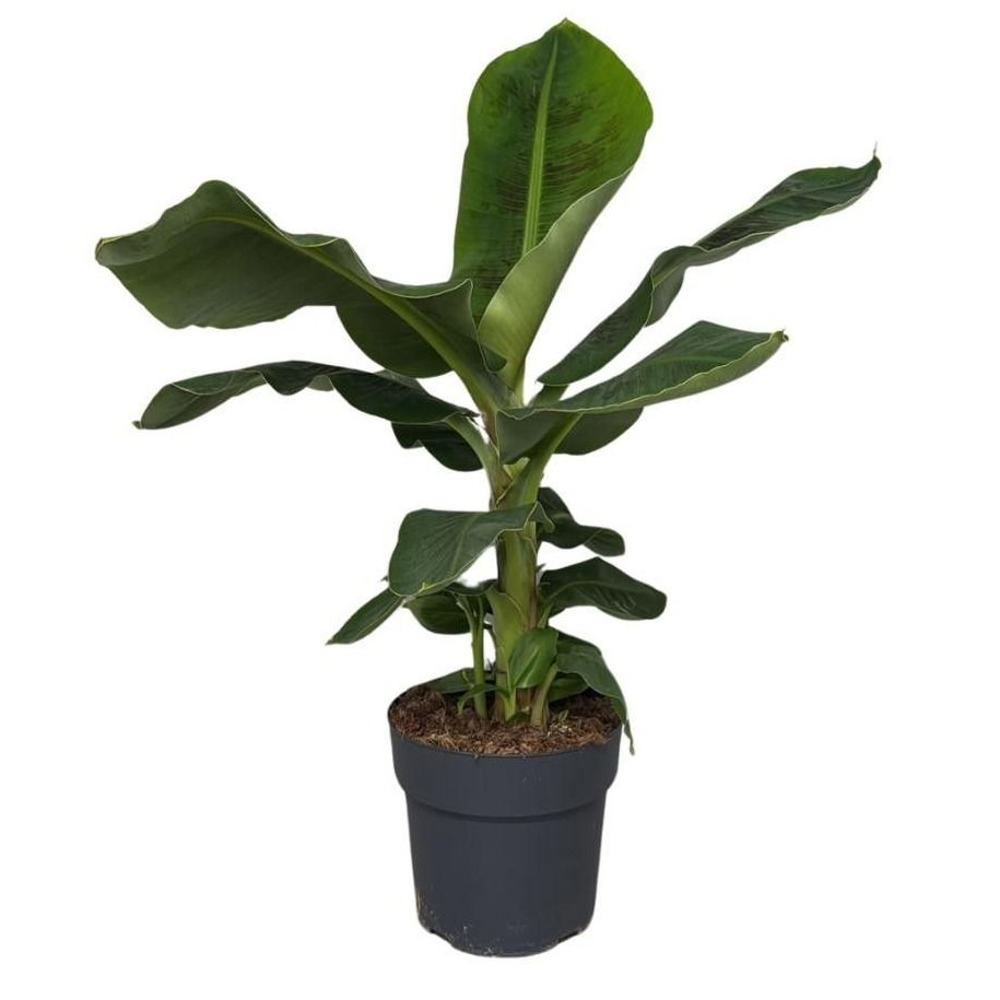 Musa Dwarf Cavendish 80cm 19cm Pot