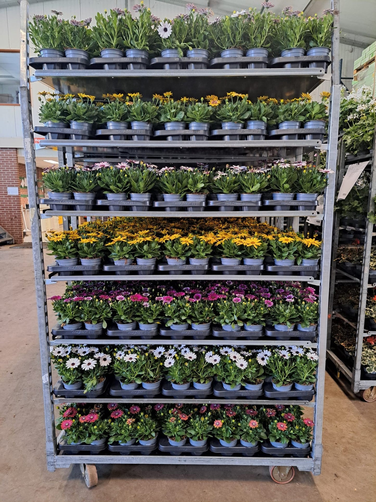Osteospermum mix 20cm 510cm Pot