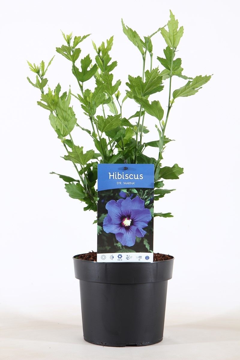 Hibiscus syr. Marina 55cm 19cm Pot