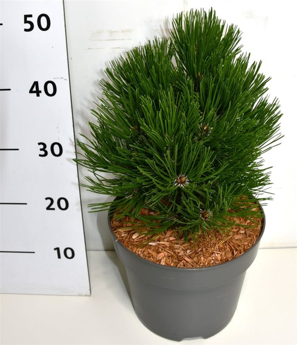 Pinus thunbergii 50cm 26cm Pot
