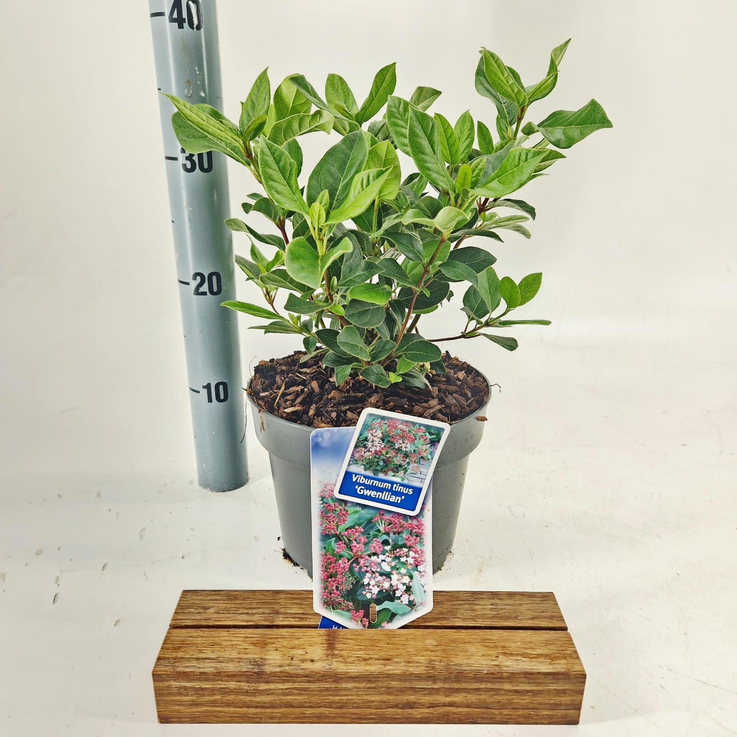 Viburnum tinus Gwenllian 50cm 19cm Pot