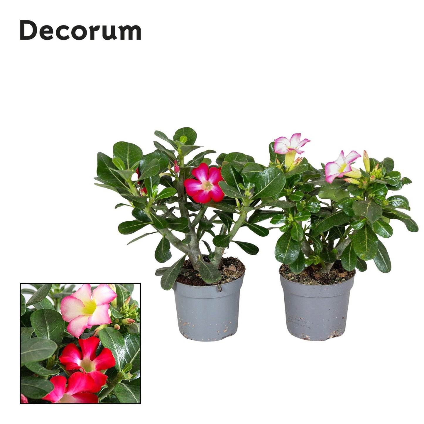 Adenium mix 35cm 13cm Pot