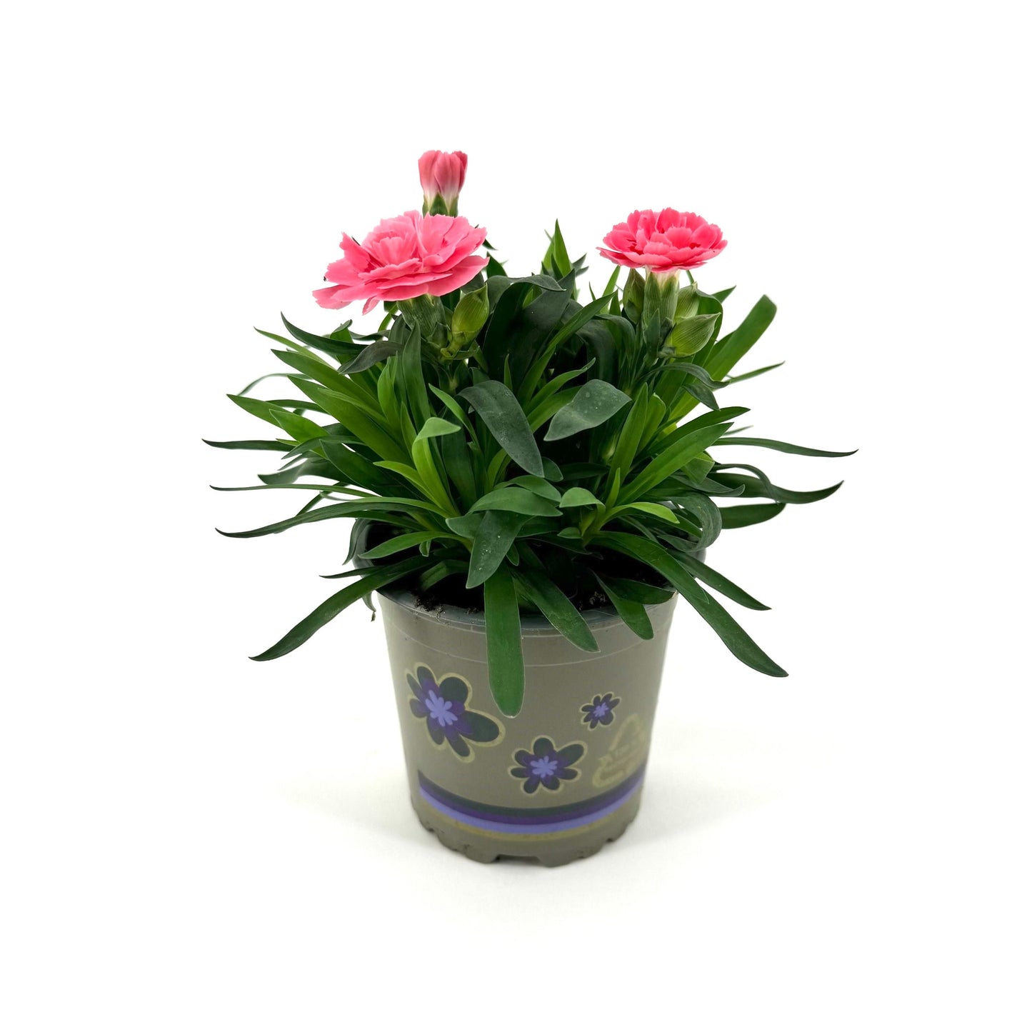 Dianthus Oscar Pink 22cm 11cm Pot