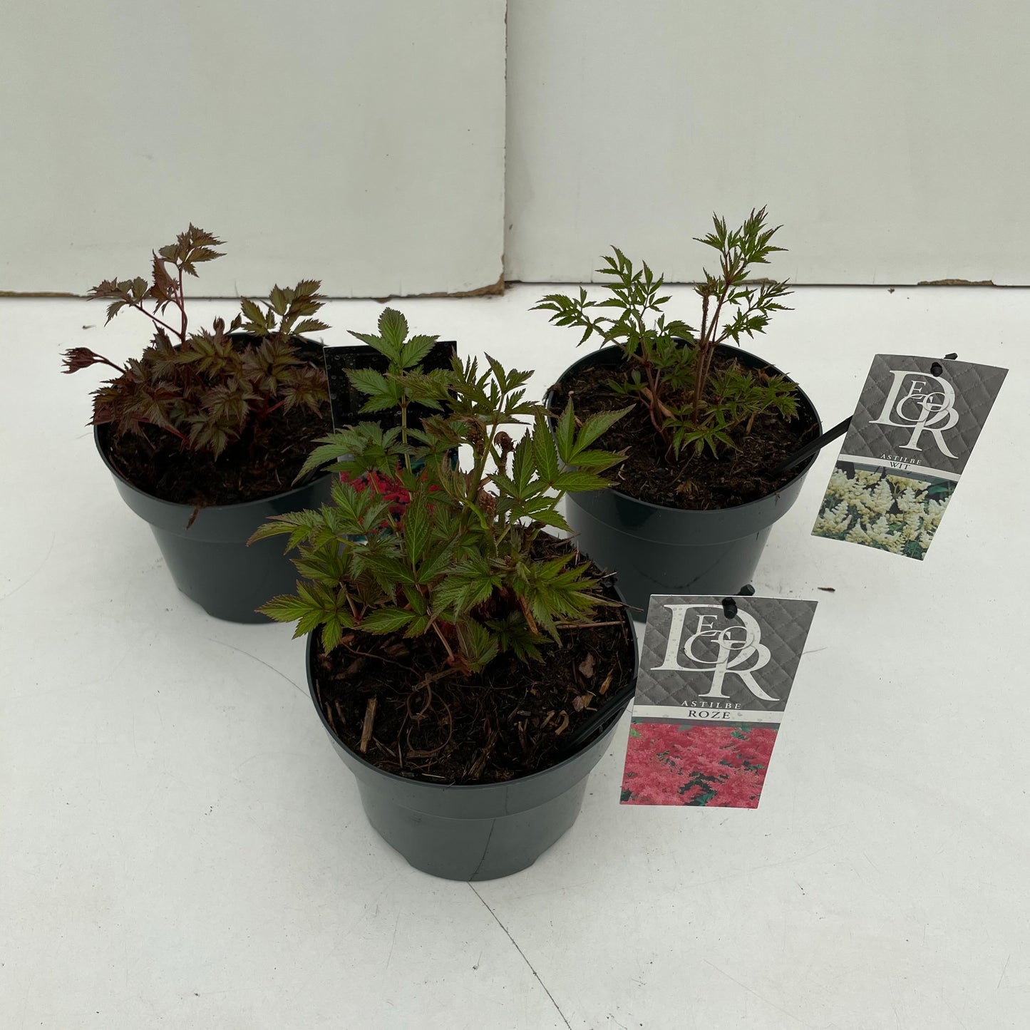 Astilbe mix 30cm 17cm Pot