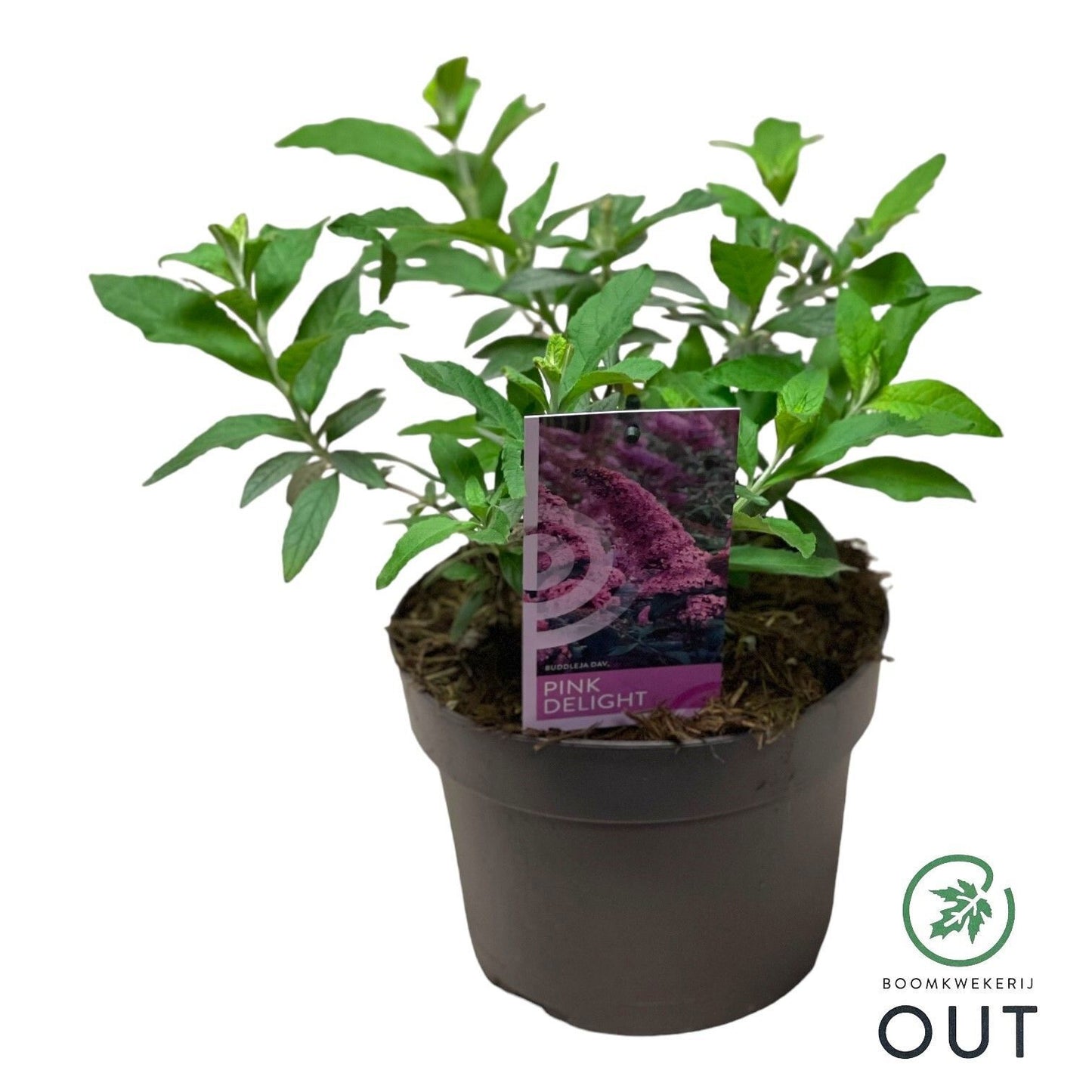 Buddleja davidii Pink Delight 50cm 19cm Pot