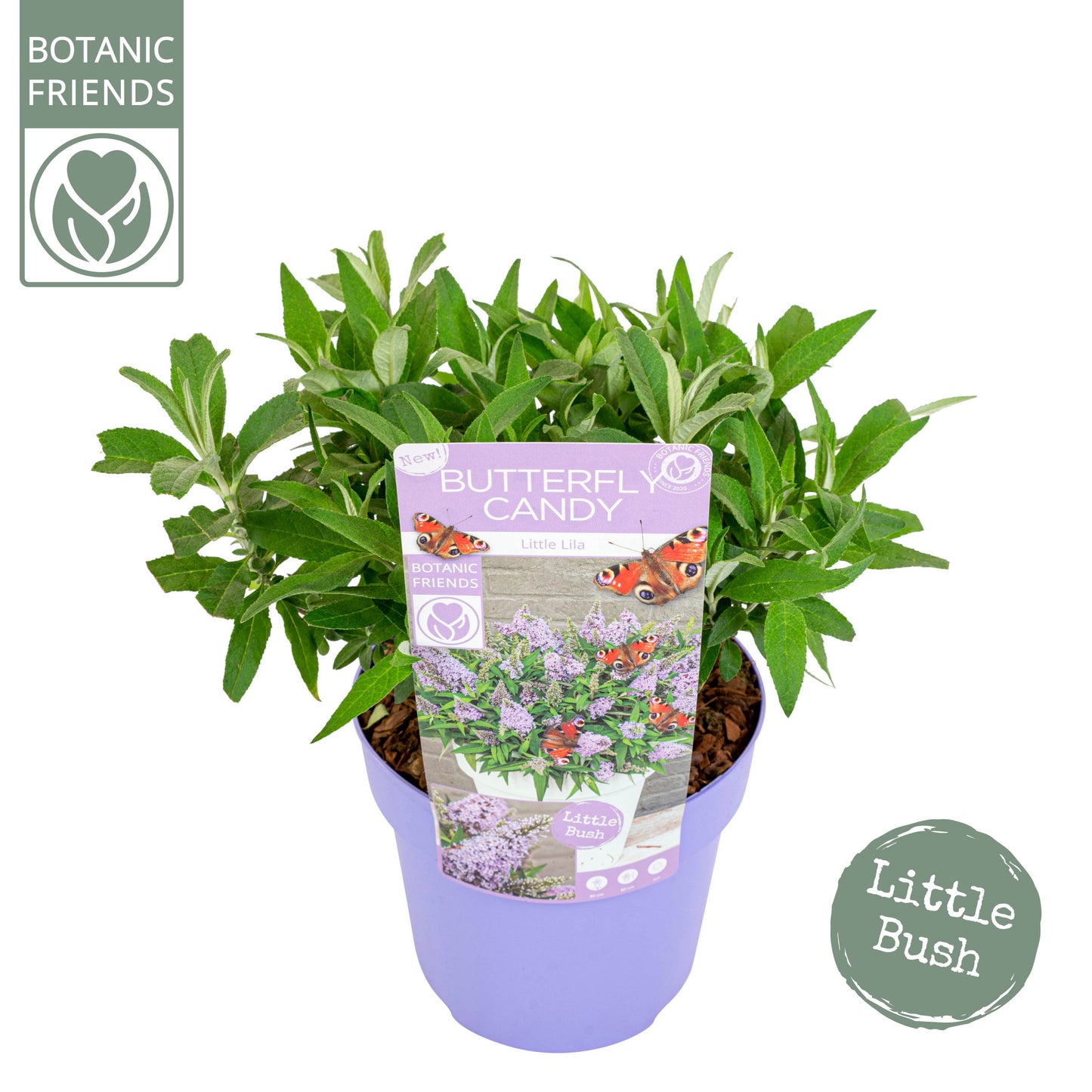 Buddleja Butterfly Candy Little Lila 45cm 19cm Pot