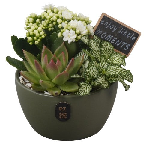 PTIB5141 Arrangementen kamerplanten 17cm 14cm Pot