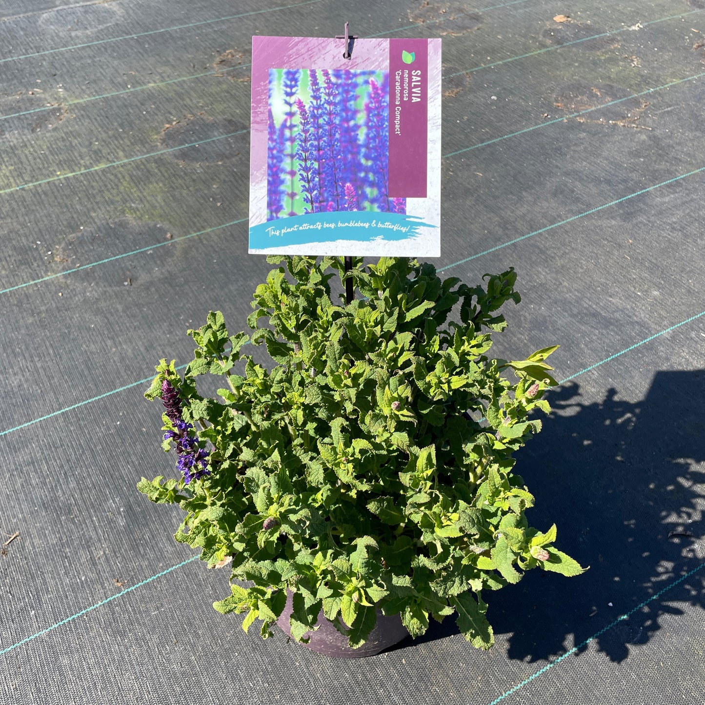 Salvia officinalis 25cm 23cm Pot